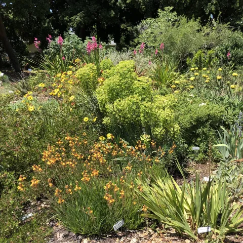 PADG Waterwise Garden by Sandy Wright