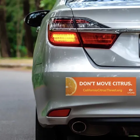 Orange bumper sticker on a car that says Don't Move Citrus. CaliforniaCitrusThreat.org - CPDPD