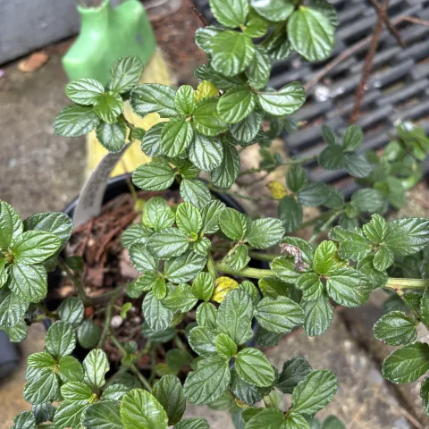 Photo of Ceanothus leaves showing the characteristic sawtoothed leaves 