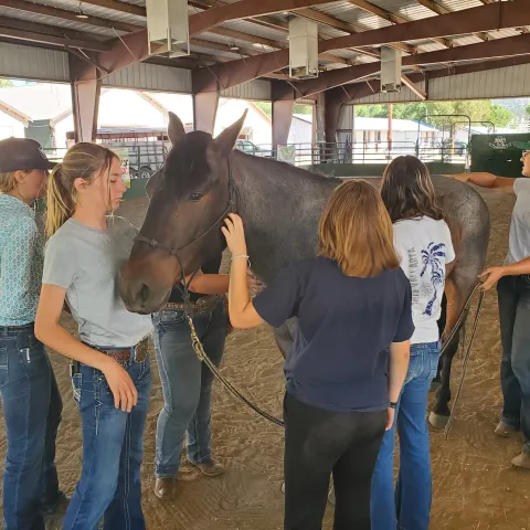 Youth interact with trained mustang