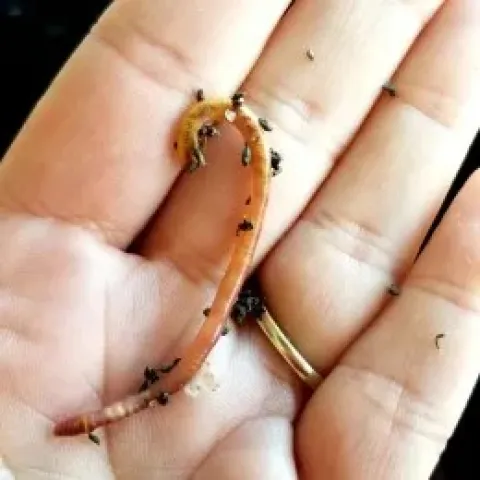 Red wiggler being in woman's hand