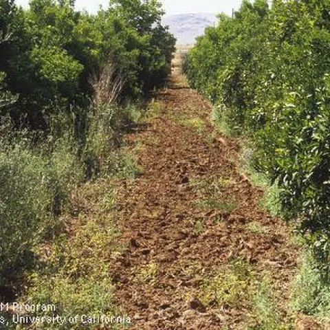dirt path between several trees