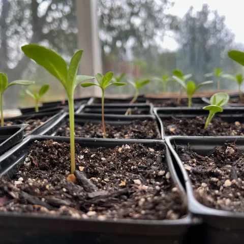 Plant seedlings