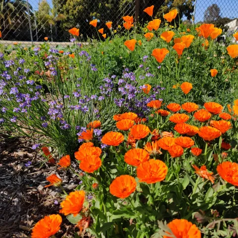 Wildflowers in bloom in a field