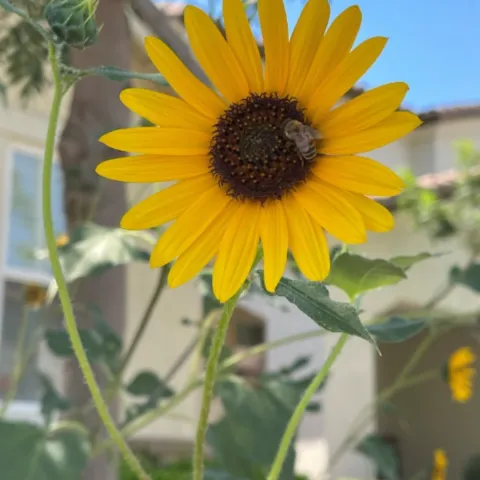 Sunflower with a bee on its petal