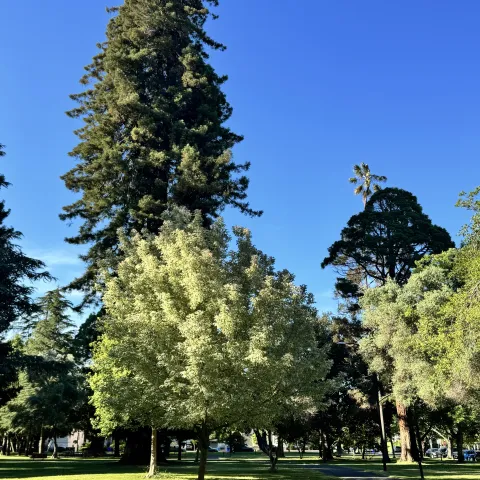 Fuller Park Tree Walk