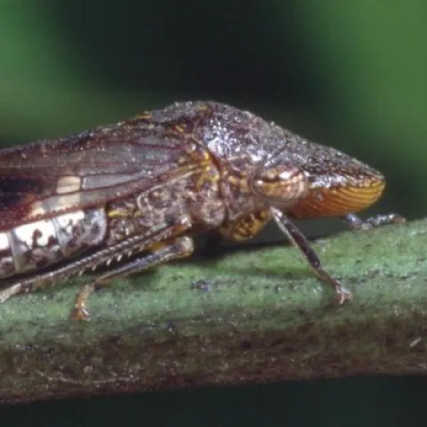 Glassy-winged sharpshooter adult on grapevine cane