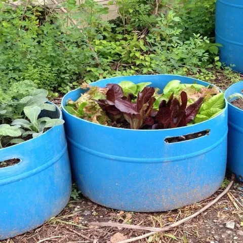 Three plastic bins in a row planted with vegetables.