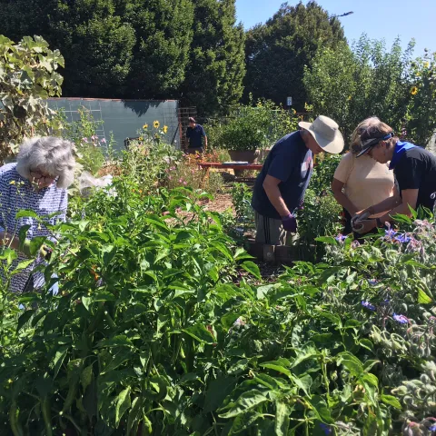 Volunteers working in the garden