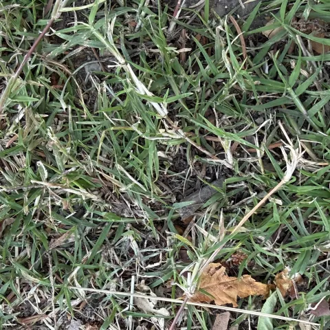 Patch of Bermudagrass