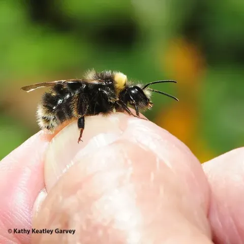 Western bumble bee, Bombus occidentalis. (Photo by Kathy Keatley Garvey)