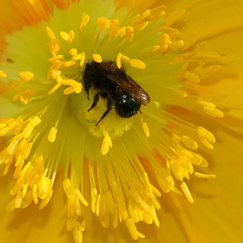Blue orchard bee, Osmia lignaria, foraging on Iceland poppy. (Photo by Kathy Keatley Garvey)