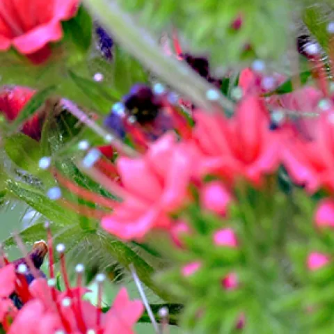 Honey bee packing blue pollen on Tower of Jewels, Echium wildpretii. (Photo by Kathy Keatley Garvey)