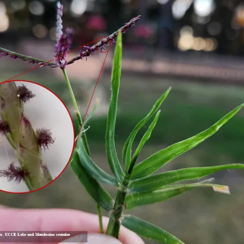 Close-up ohoto of Bermuda Grass