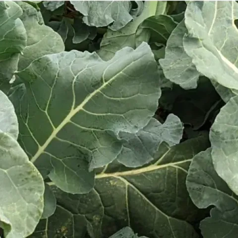 broccoli plants with broccoli heads