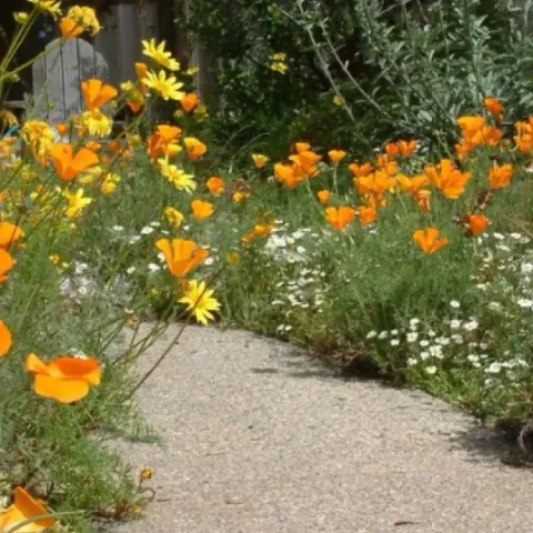 ca natives wildflower poppies in native garden