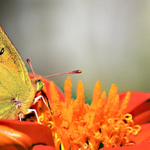 Orange sulfur butterfly, Colias eurytheme. (Photo by Kathy Keatley Garvey)