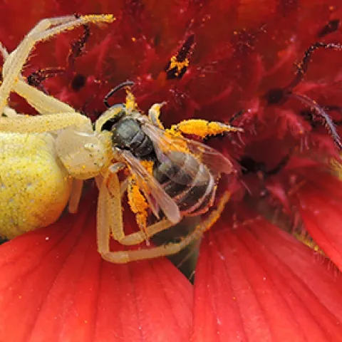 Crab spider eating a native bee