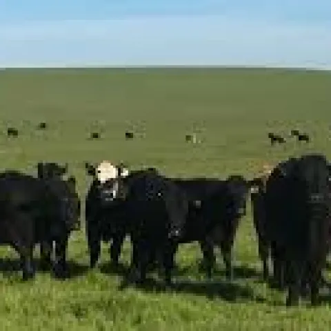Livestock and Range