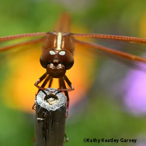 Flame skimmer dragonfly, Libellula saturata, perched on a stick in a meadow. (Photo by Kathy Keatley Garvey)