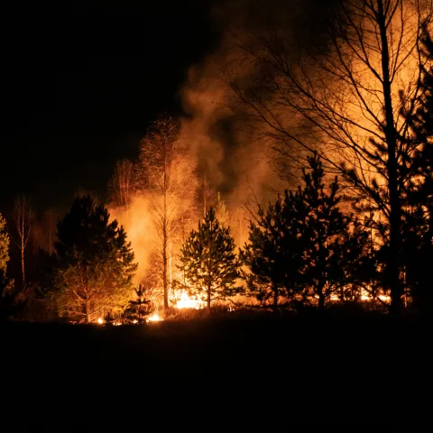 Wildfire