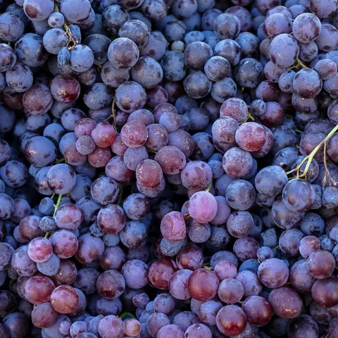 Close up of grapes
