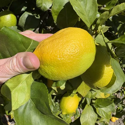 flattened fruit due to underwatering