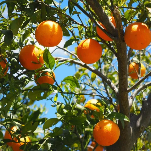 Tree with oranges hanging off the branches.