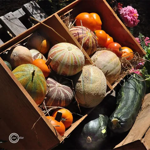 Fruits and Vegetables Harvested