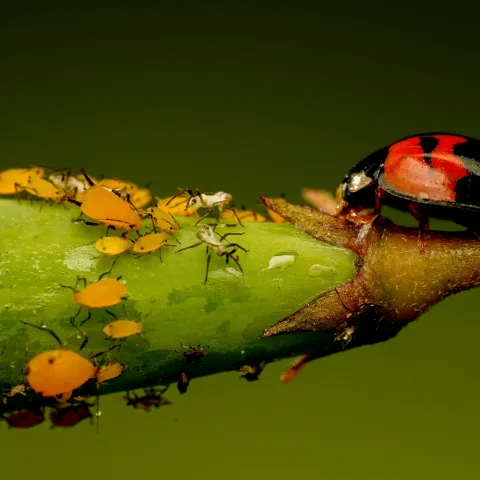 Aphids and ladybug on plant