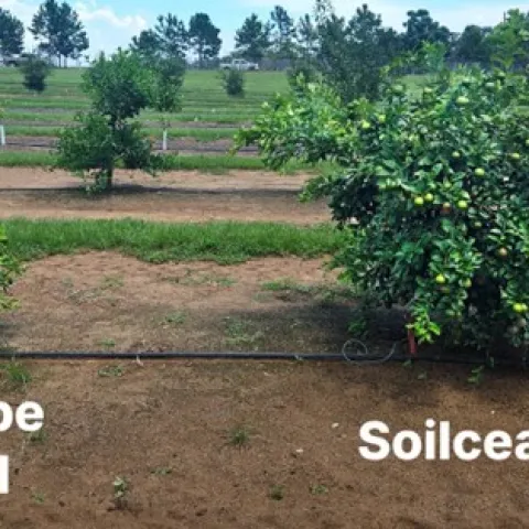 HLB tolerant rootstock