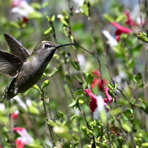 Hummingbird nectaring on flowers in the UC Davis Bee Haven.