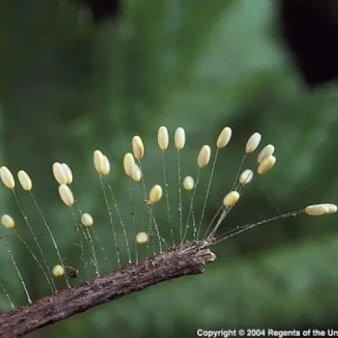 a single tiny white egg sits atop each of a cluster of ultrafine hairs