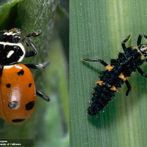 lady beetles, UC IPM