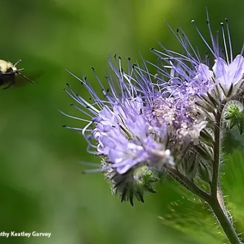 Yellow-faced bumble bee, Bombus vosnesenskii, heading for phacelia.