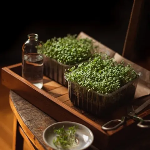A small setup for growing micro greens on a wooden table