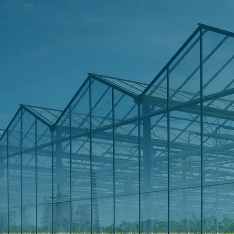 Row of large commercial greenhouses under a blue sky