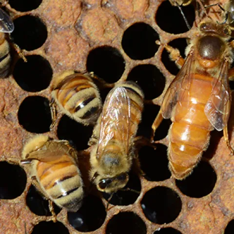 Queen bee in a hive