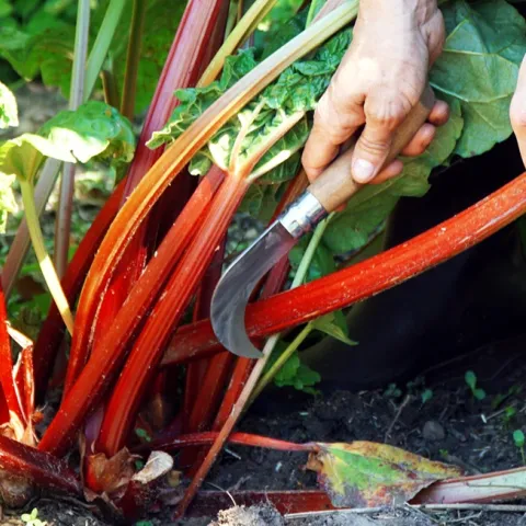 tips for growing rhubarb in the home garden
