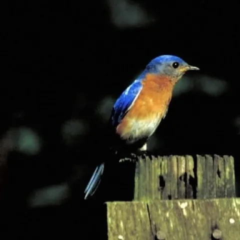 Western Bluebird on a rustic post
