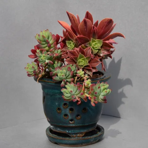 succulent 9, Judy Hecht
