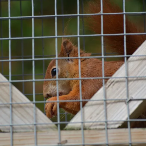squirrel snacking against backdrop of hardware cloth