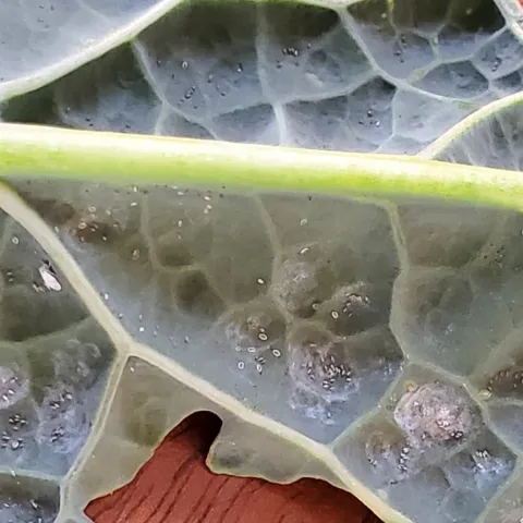Whitefly on Kale