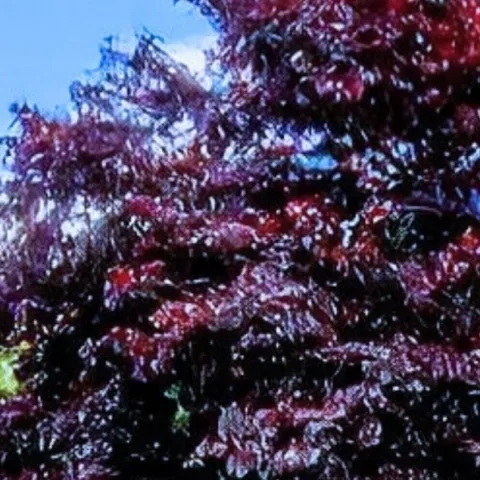 Branching Out with Landscape Trees 