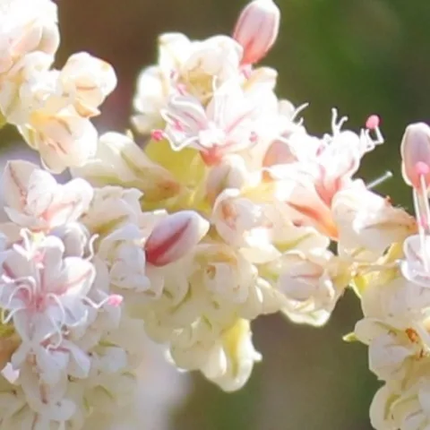Drought tolerant gardens 