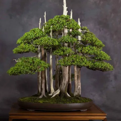 Multiple bonsai trees arrange such that they look like a mini forest.
