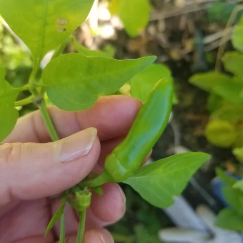Hand holding a very small pepper attached to the plant.