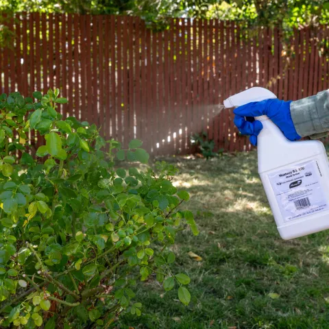 Hand and arm covered with glove and long sleeve spraying clear mist from a bottle onto a green shrub.