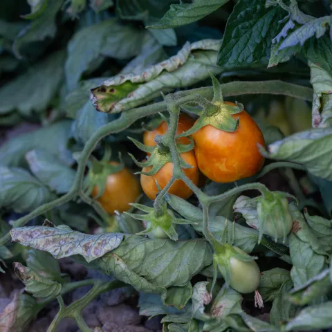 Ripe red tomatoes with rough uneven discolored surfaces next to a green tomato surrounded by browning green leaves near the ground. Copyright information is at the bottom