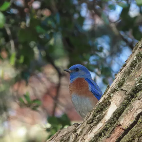 Western bluebird male. Janna Pauser